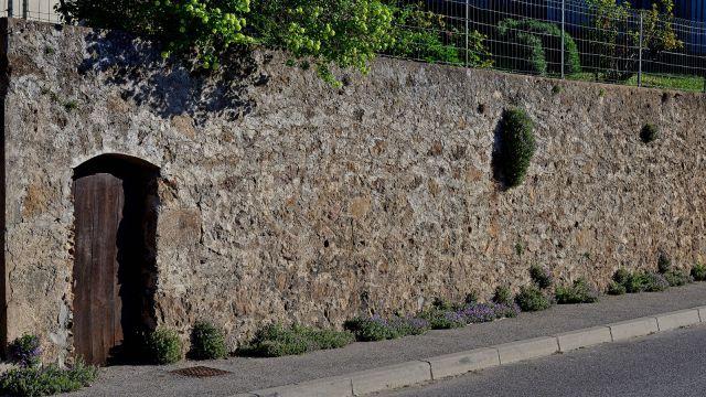 Saint Felicien mur aubrietes